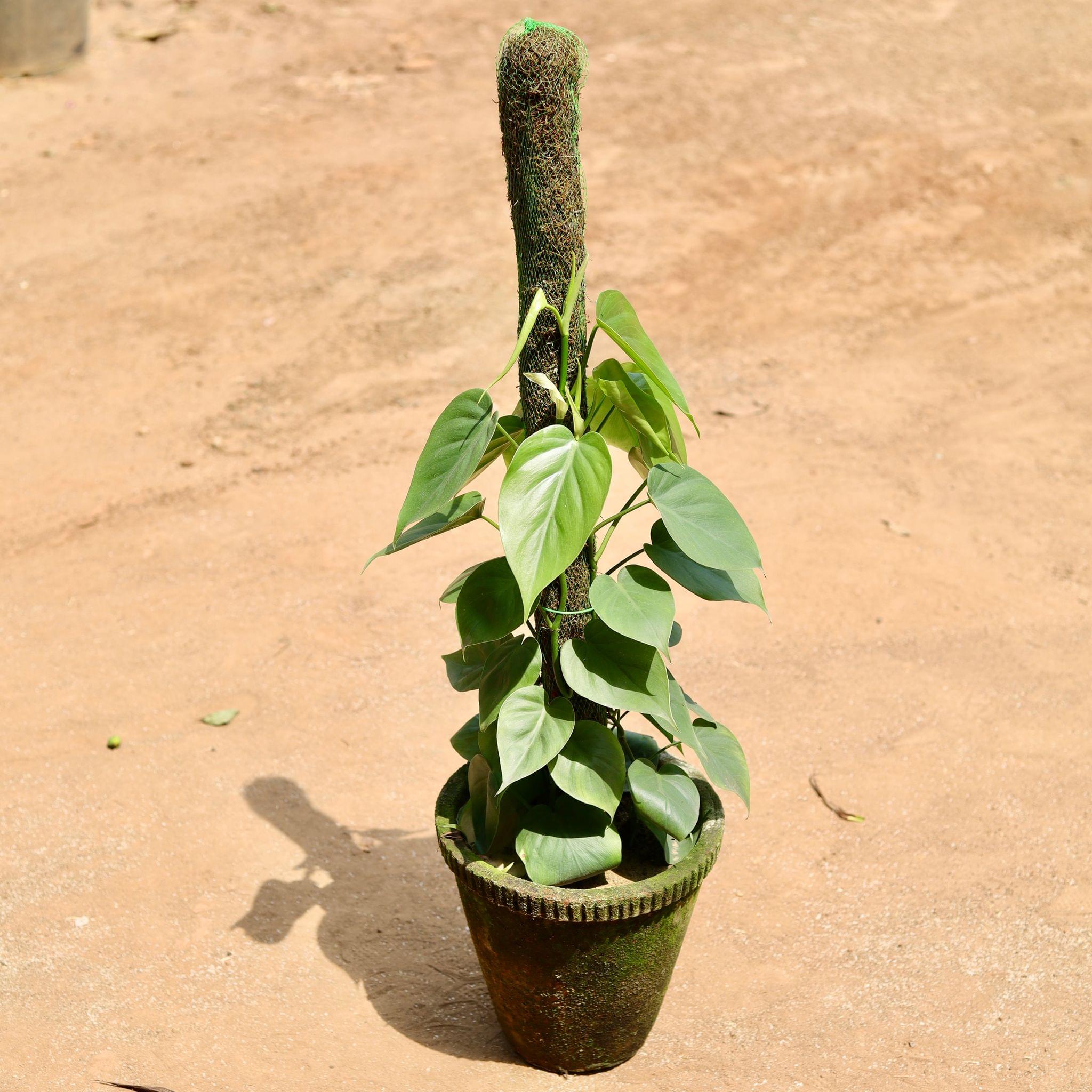Oxycardium Green With Moss Stick in 10 Inch Clay Pot