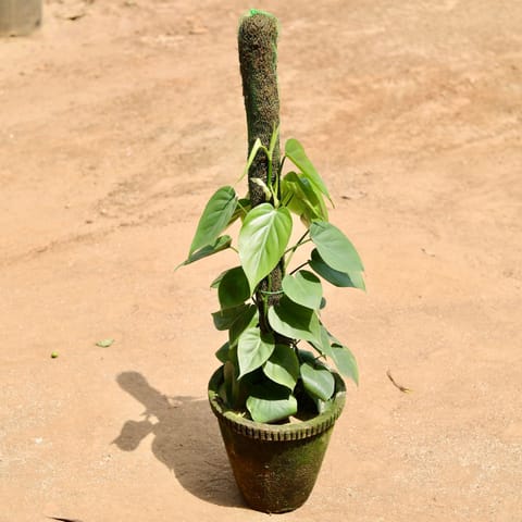 Oxycardium Green With Moss Stick in 10 Inch Clay Pot