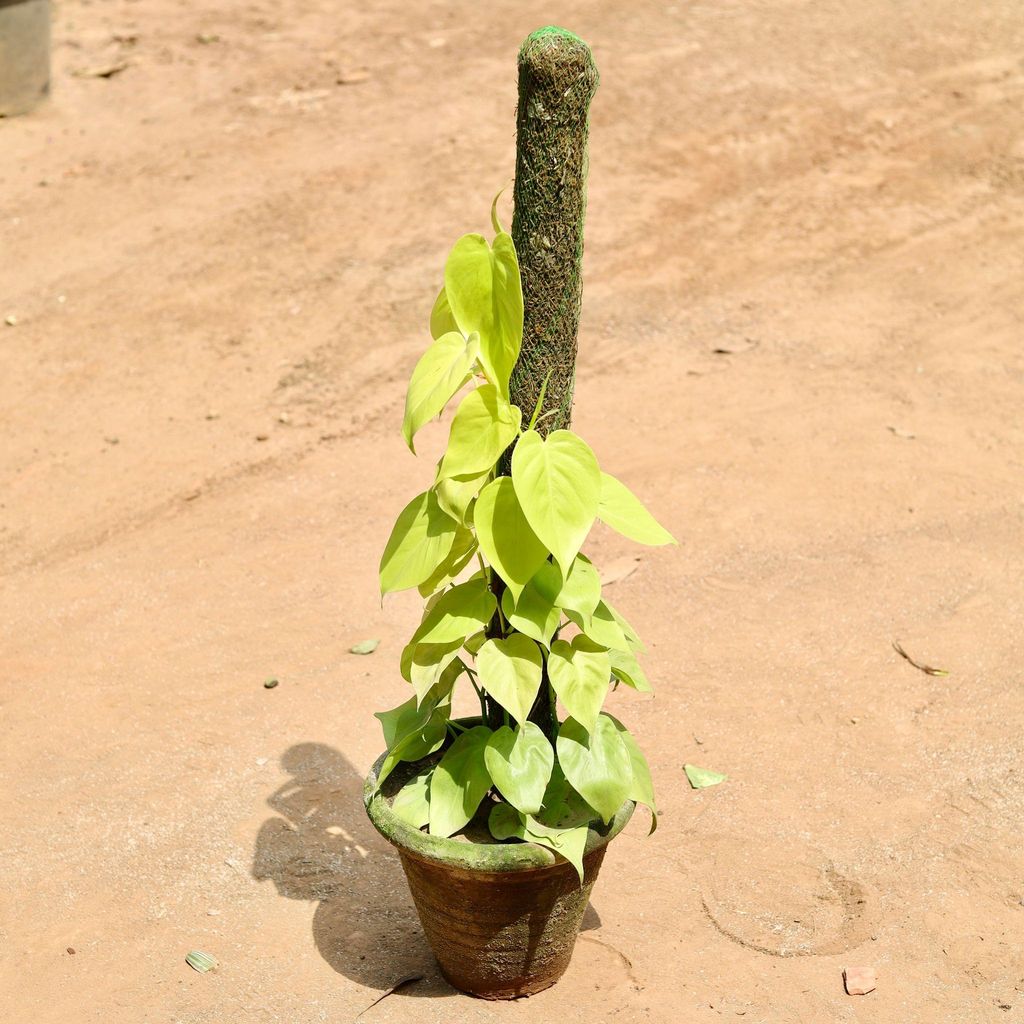 Oxycardium Golden With Moss Stick in 10 Inch Clay Pot