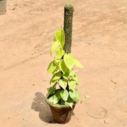 Buy Oxycardium Golden With Moss Stick In 10 Inch Clay Pot Online | Urvann.com