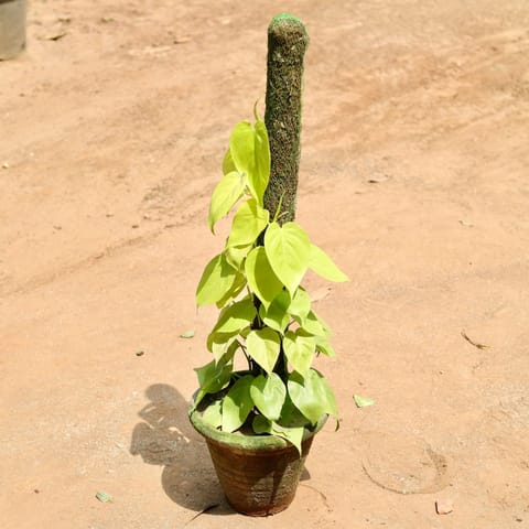 Oxycardium Golden With Moss Stick in 10 Inch Clay Pot