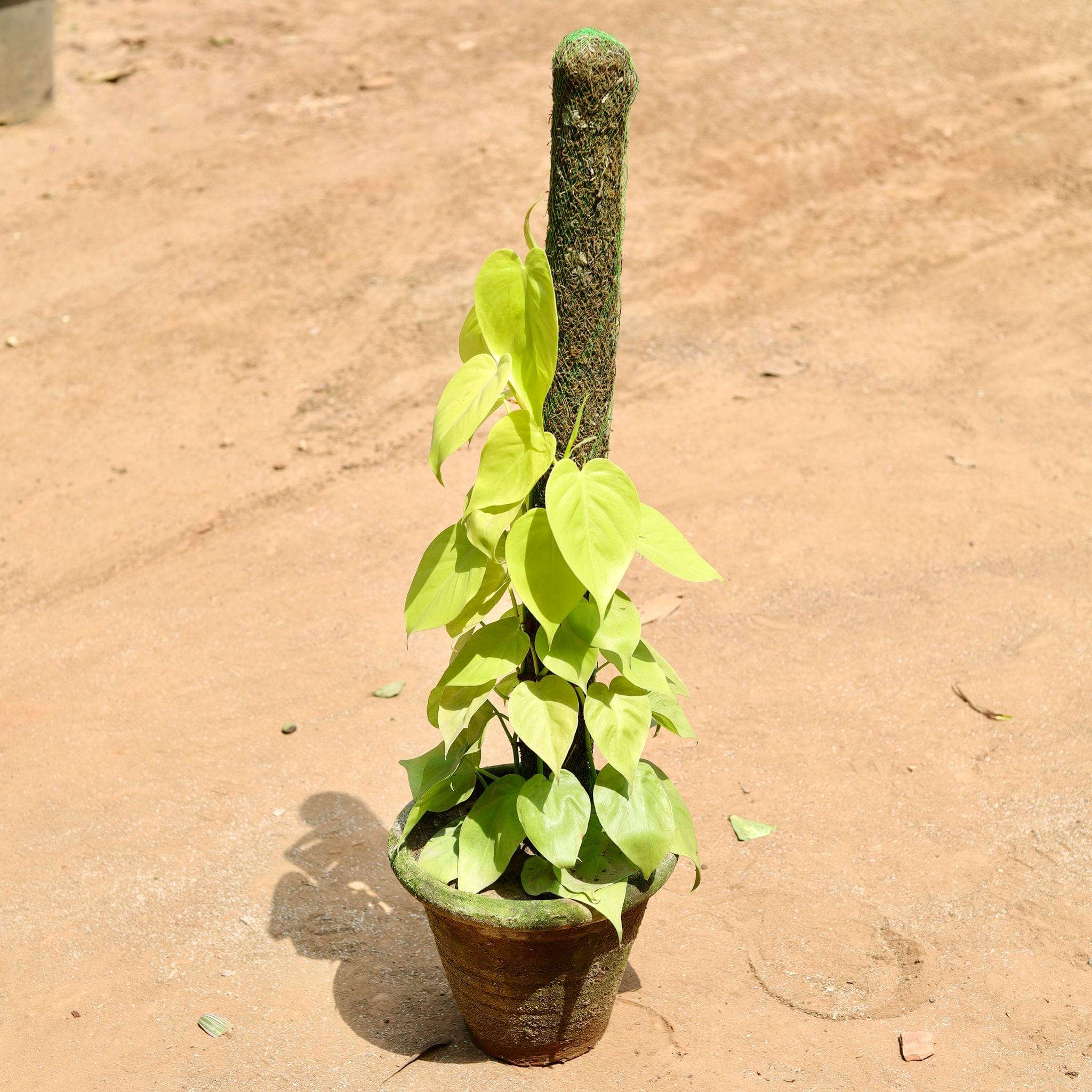 Oxycardium Golden With Moss Stick in 10 Inch Clay Pot