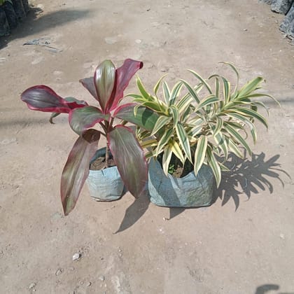 Buy Set of 2 - Dracaena Ruby & Song of India in 4 Inch Nursery Bag Online | Urvann.com