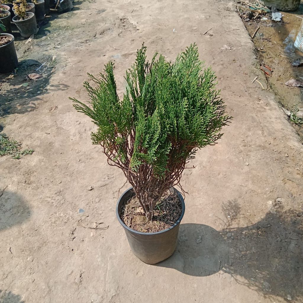 Buy Morpankhi In 6 Inch Plastic Pot Online | Urvann.com Morpankhi in 6 Inch Nursery Pot