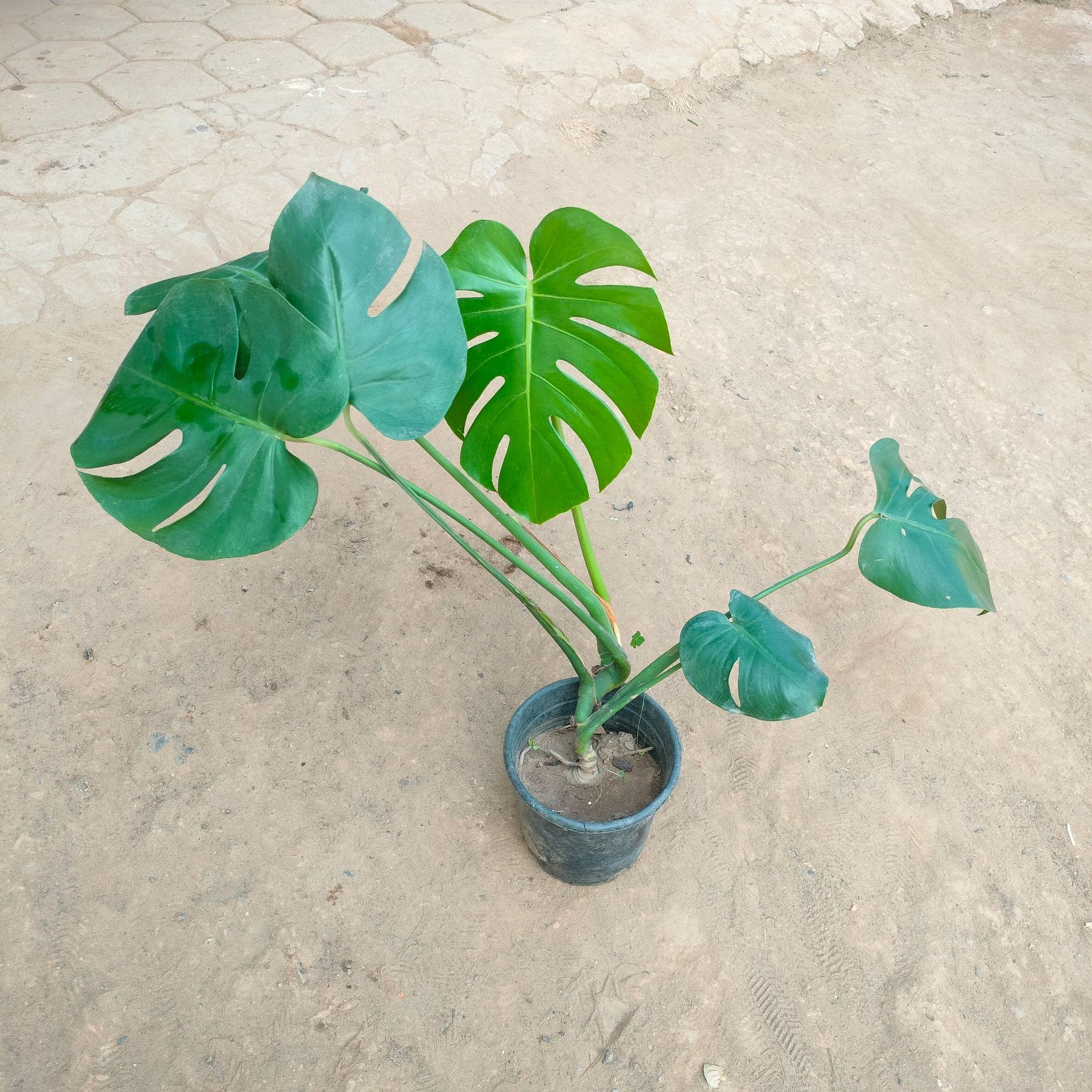 Monstera Deliciosa in 6 Inch Nursery Pot