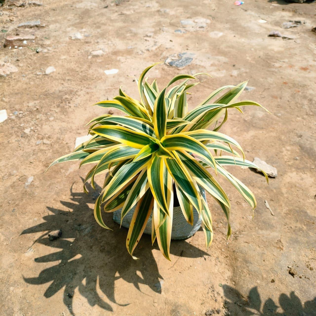 Song of India in 5 Inch Nursery Bag