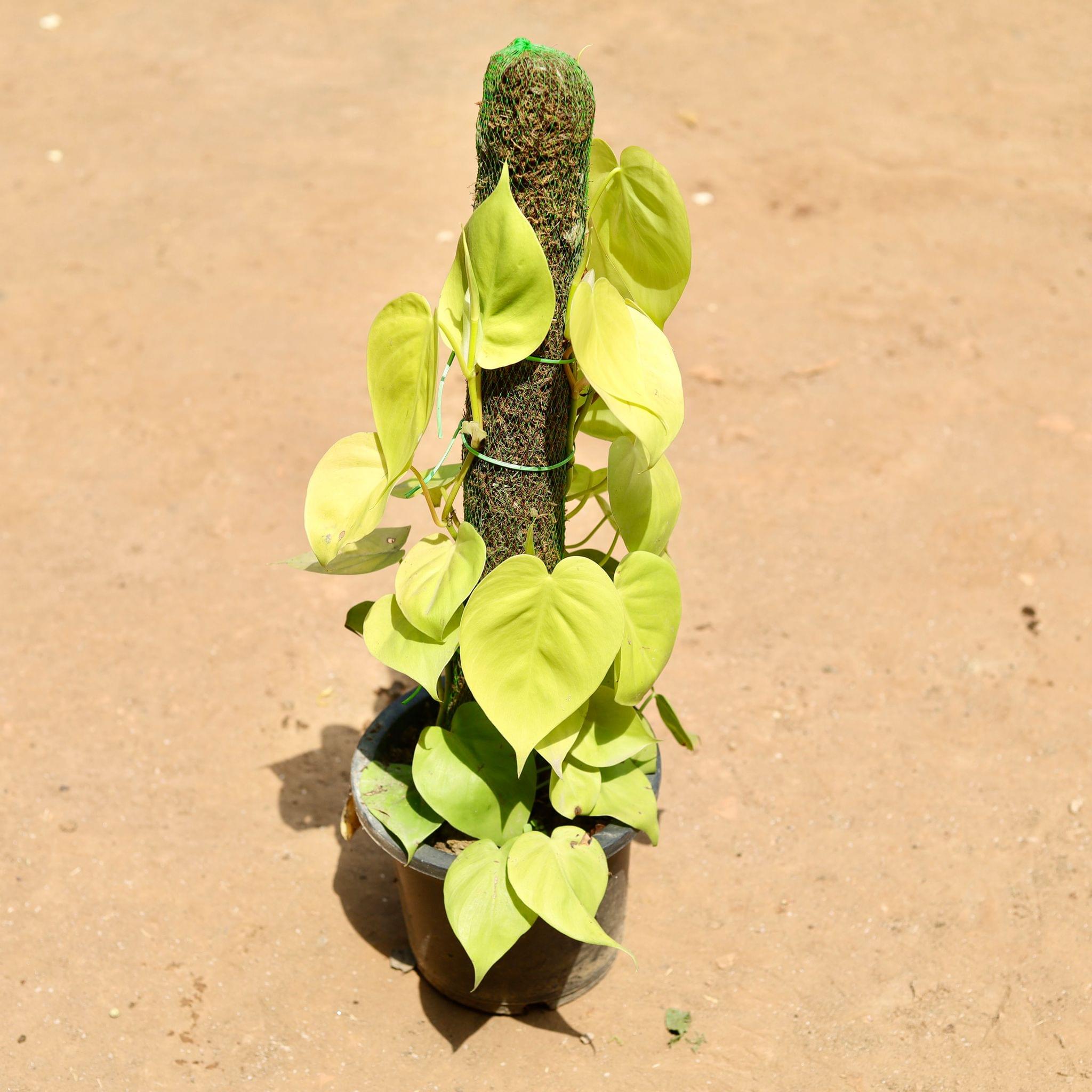 Oxycardium Golden With Moss Stick in 7 Inch Nursery Pot