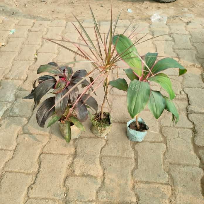 Set of 3 Dracaena in 3 Inch Nursery Bag