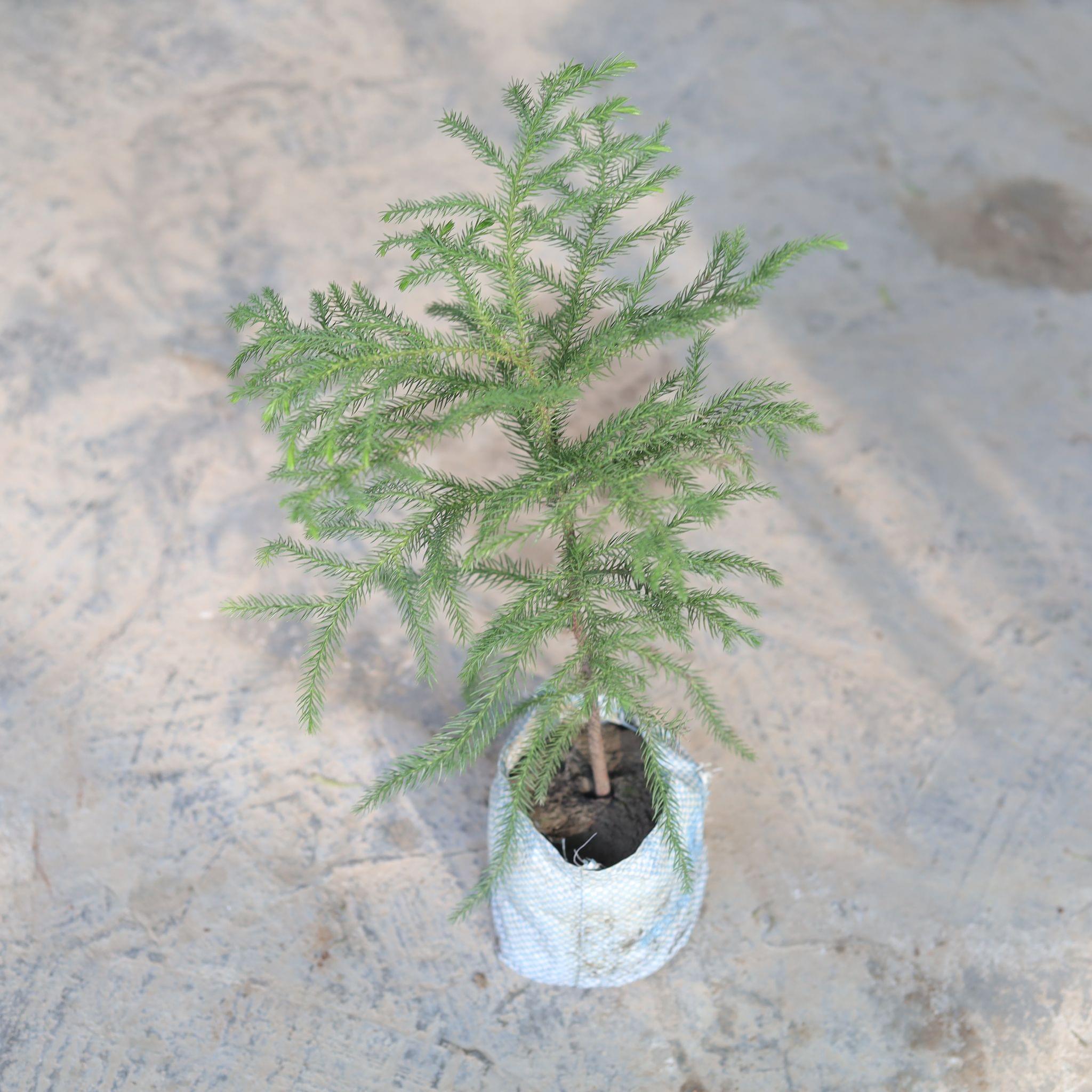 Araucaria / Christmas Tree in 5 Inch Nursery Bag