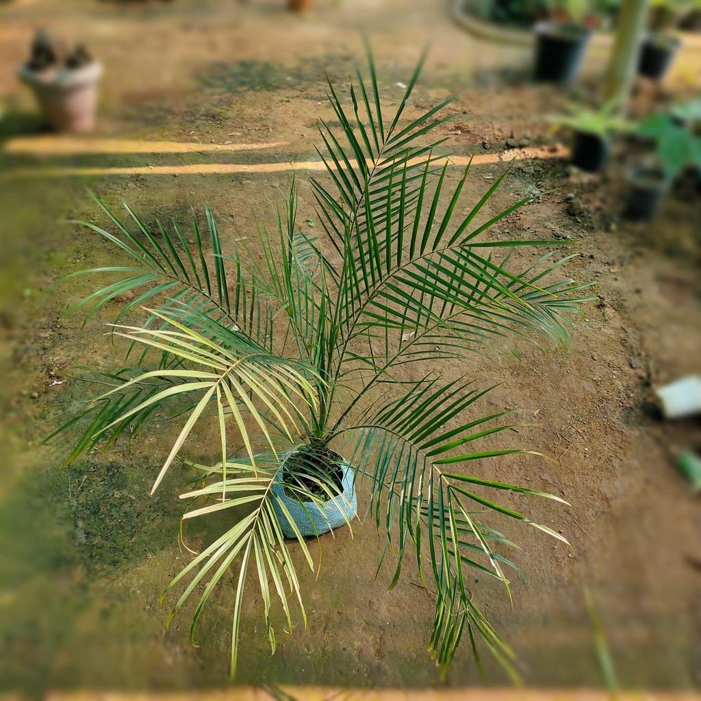 Phoenix Palm in 5 Inch Nursery Bag