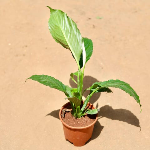 Peace Lily in 5 Inch Nursery Pot