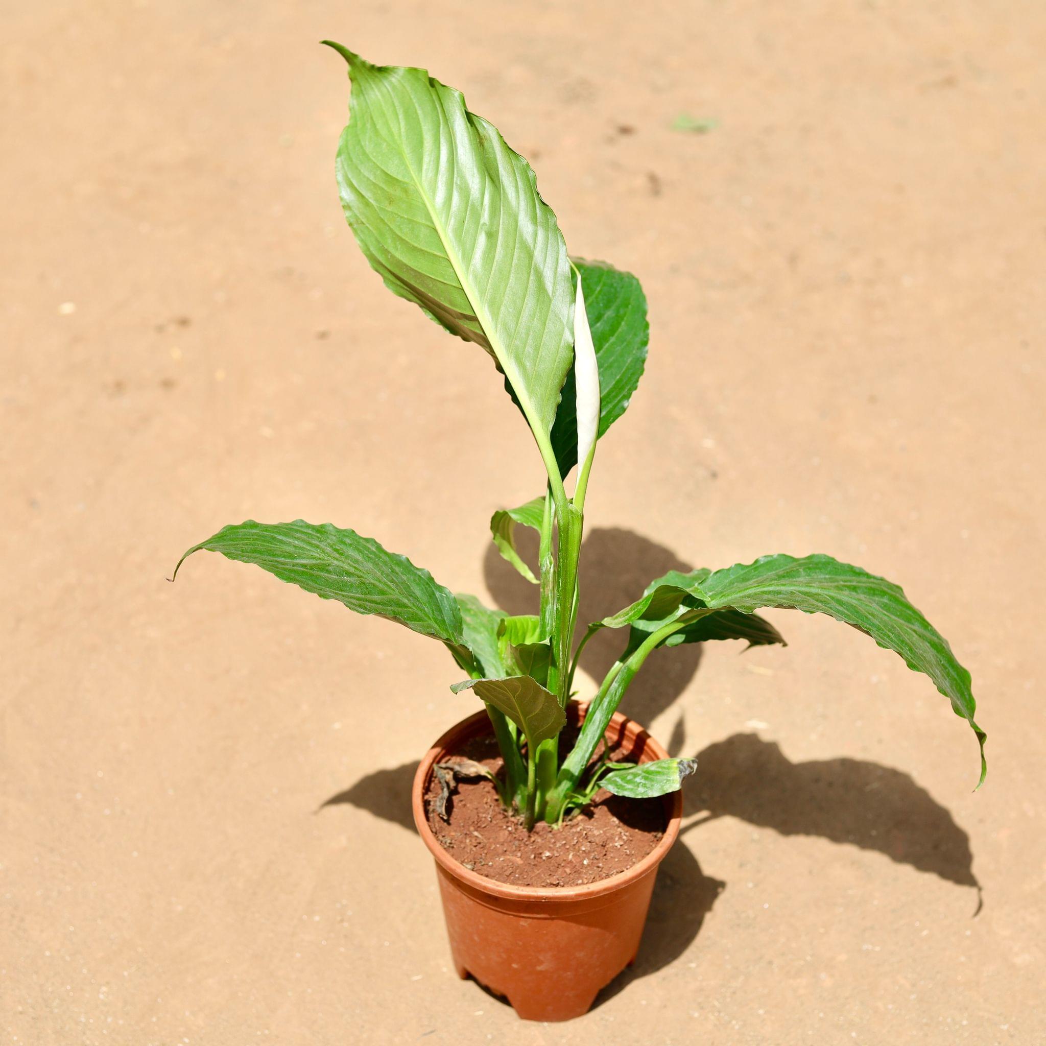 Peace Lily in 5 Inch Nursery Pot