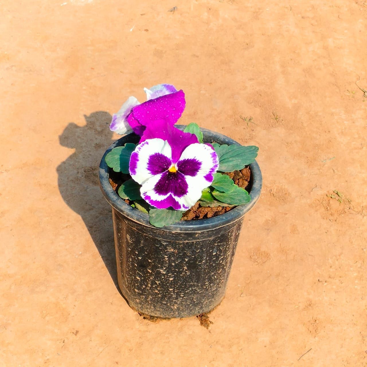 Pansy (any colour) in 5 Inch Nursery Pot