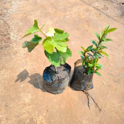 Buy Set of 2 - China Orange & Grapes Plant in 4 Inch Nursery Bag Online | Urvann.com