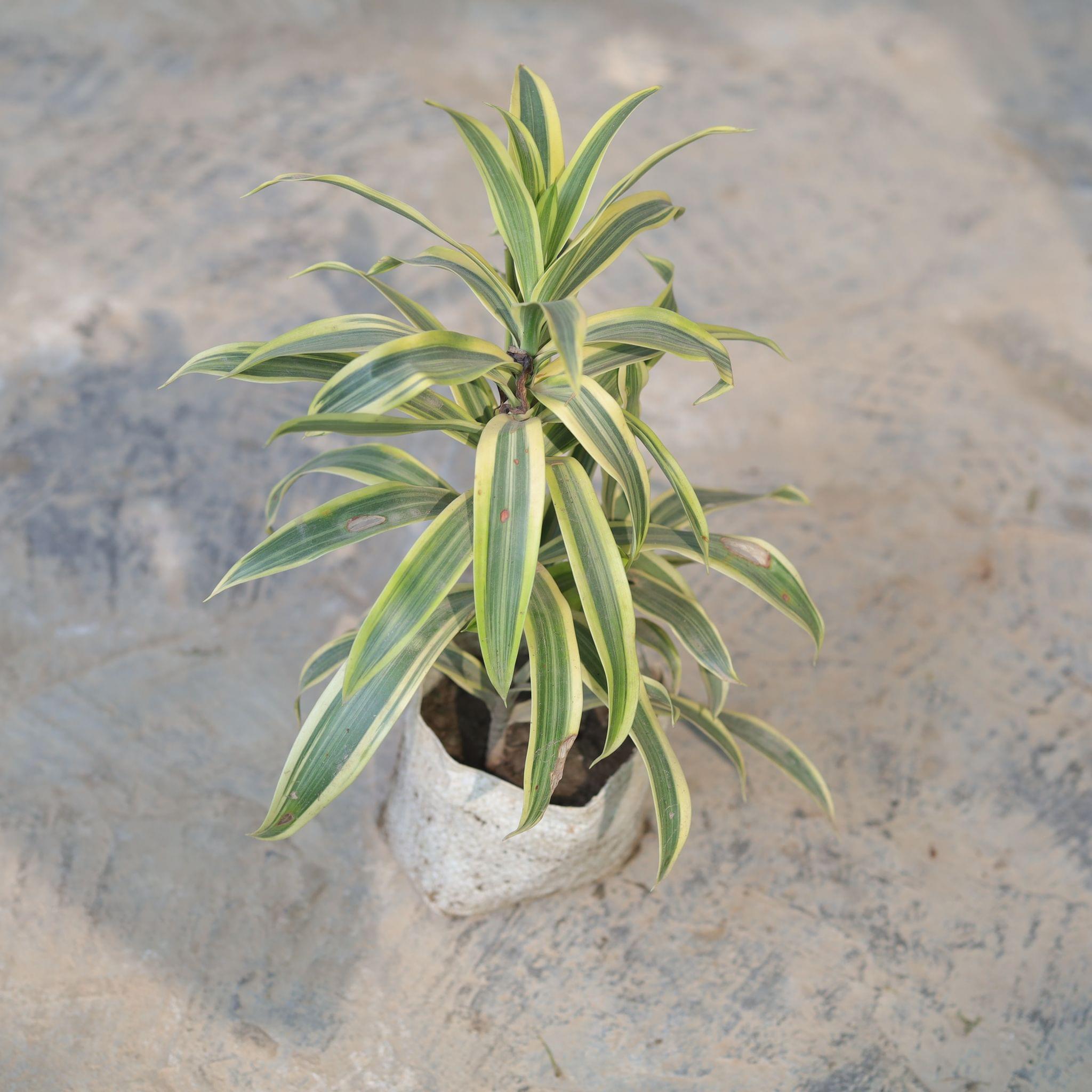 Song of India in 5 Inch Nursery Bag