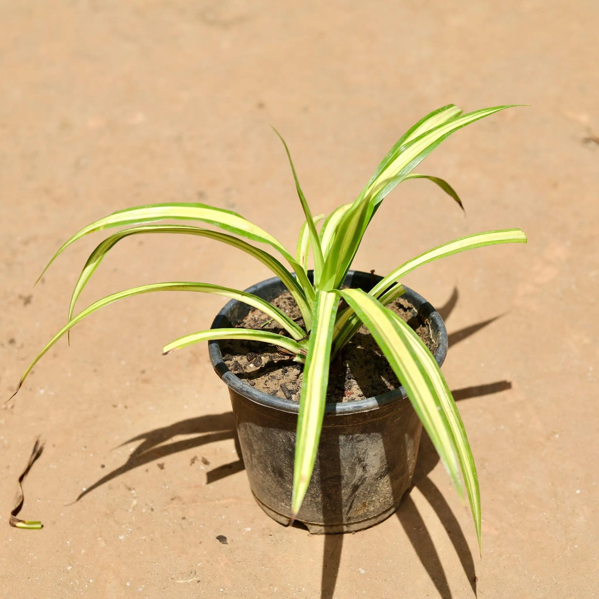 Pandanus / Screwpine in 6 Inch Nursery Pot