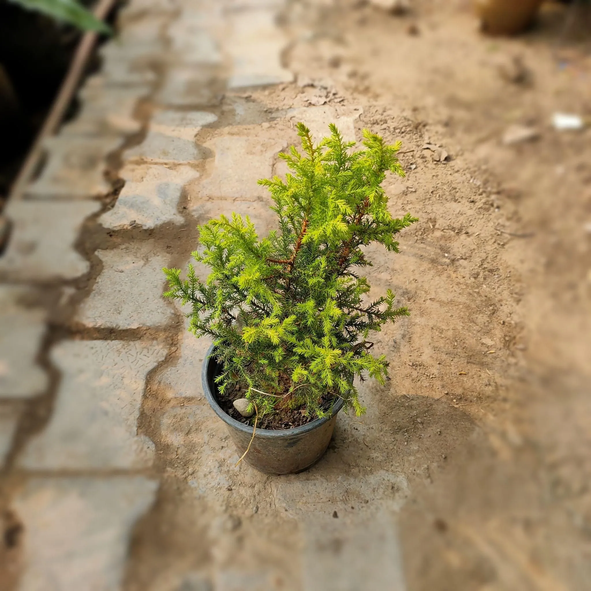 Golden cypress (~ 2 Ft) in 6 Inch Nursery Pot