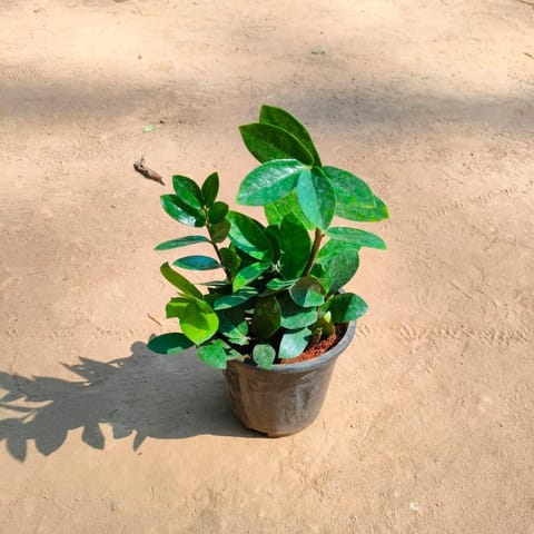 Zz Plant in 6 Inch Nursery Pot