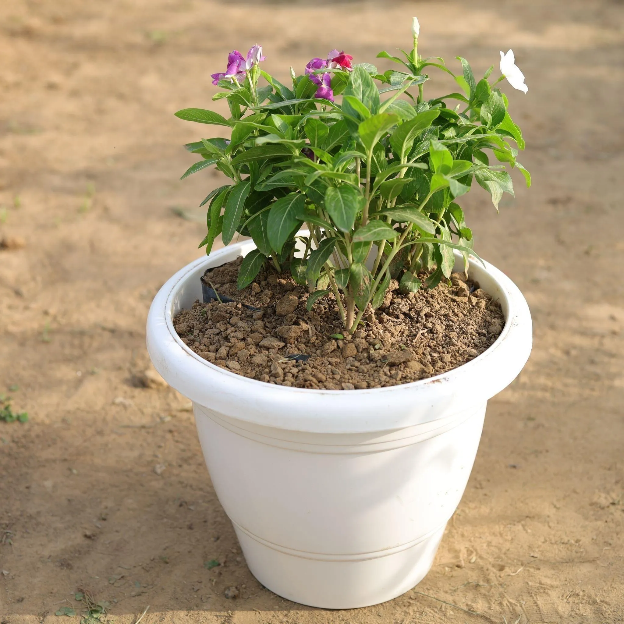Periwinkle / Sadabahar / Vinca (any colour) in 10 Inch Classy White Round Plastic Pot