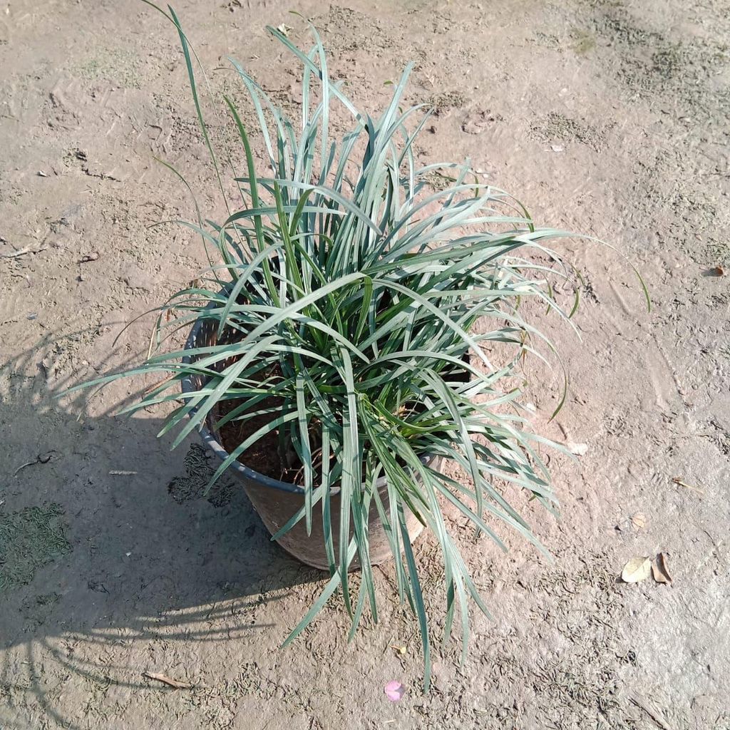Black Grass in 6 Inch Nursery Pot