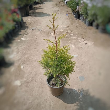 Buy Cypress In 6 Inch Plastic Pot Online | Urvann.com