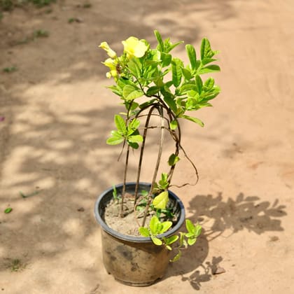 Buy Allamanda Bel (Any Colour) In 8 Inch Plastic Pot Online | Urvann.com
