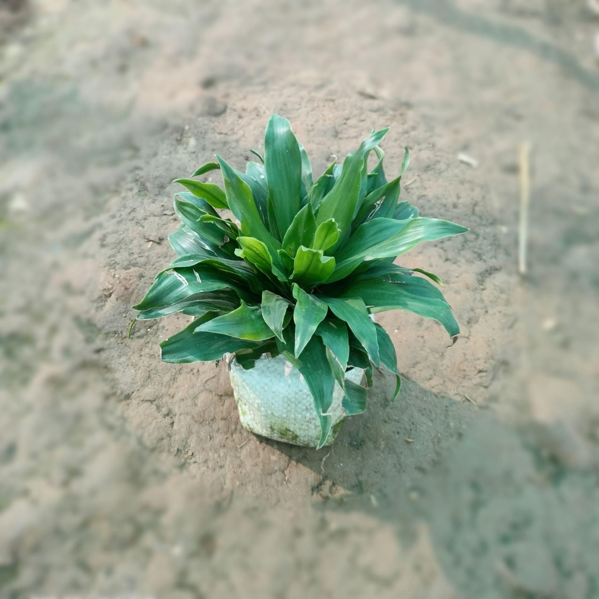 Dracaena Compacta in 3 Inch Nursery Bag