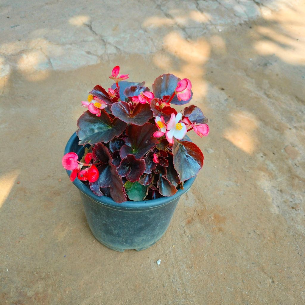 Begonia (Any Color) in 6 Inch Nursery Pot