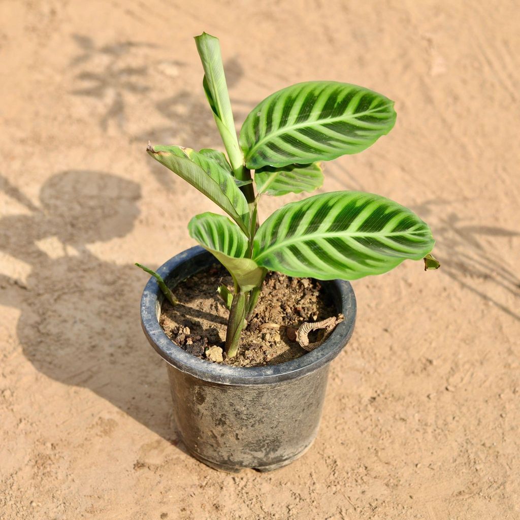 Buy Calathea Zebrina In 8 Inch Plastic Pot Online | Urvann.com Calathea Zebrina in 8 Inch Nursery Pot