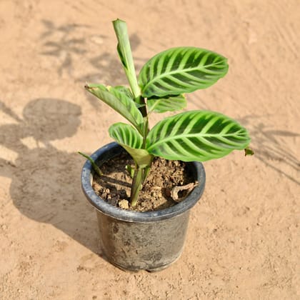 Buy Calathea Zebrina In 8 Inch Plastic Pot Online | Urvann.com