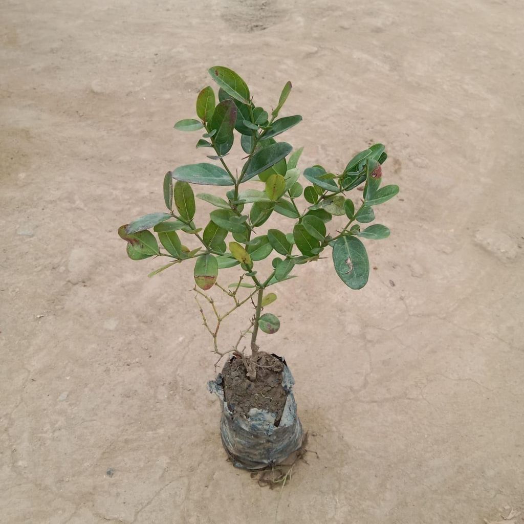 Buy Karonda Sapling In 4 Inch Nursery Bag Online | Urvann.com Karonda in 4 Inch Nursery Bag