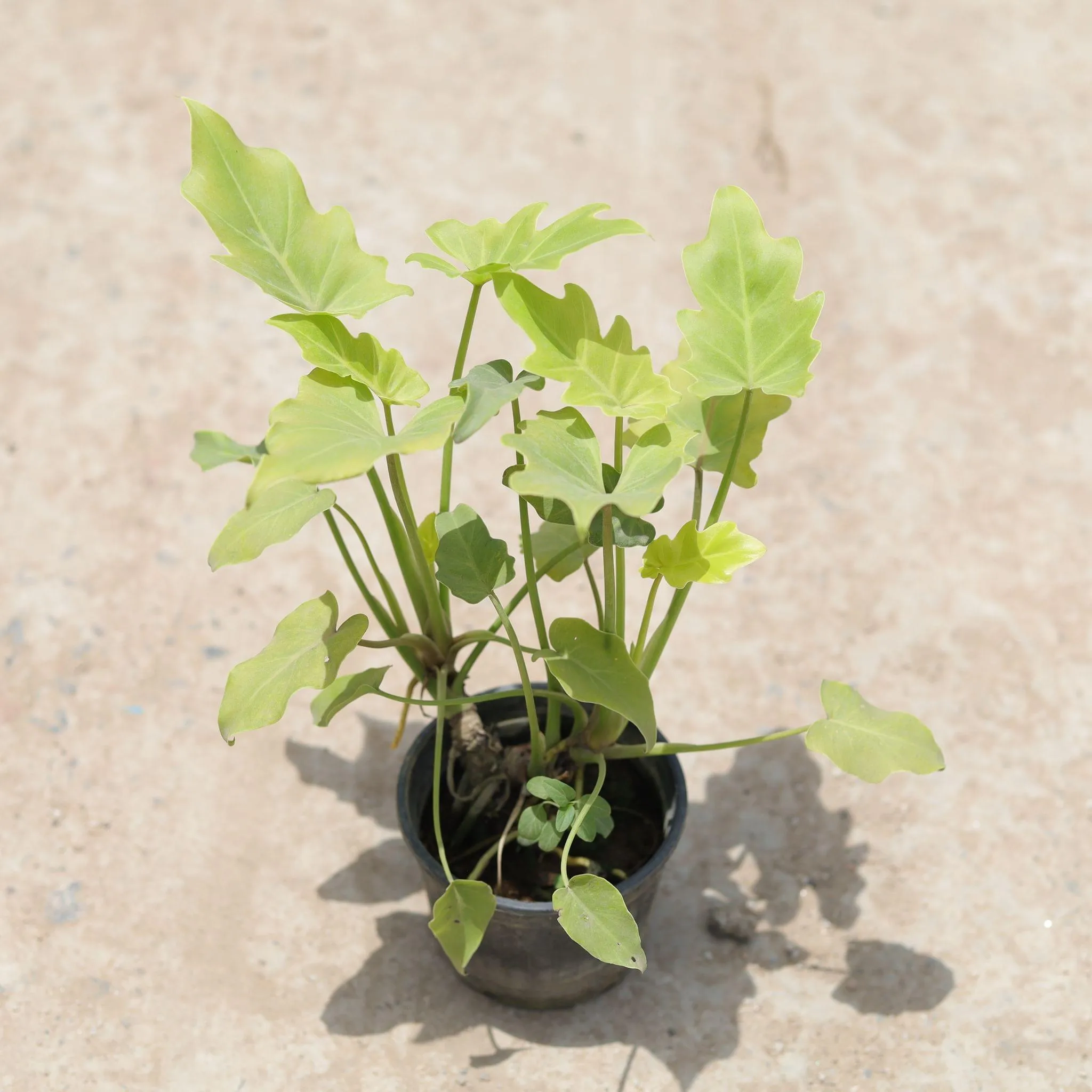 Xanadu Golden in 4 Inch Nursery Pot