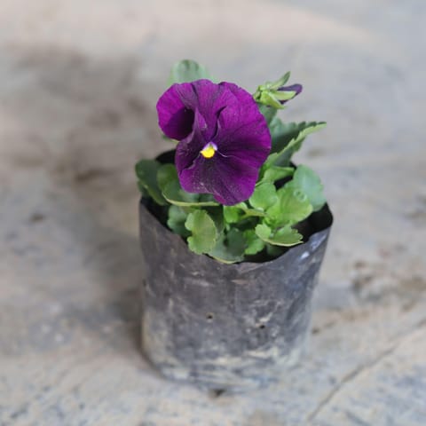 Pansy (any colour) in 4 Inch Nursery Bag