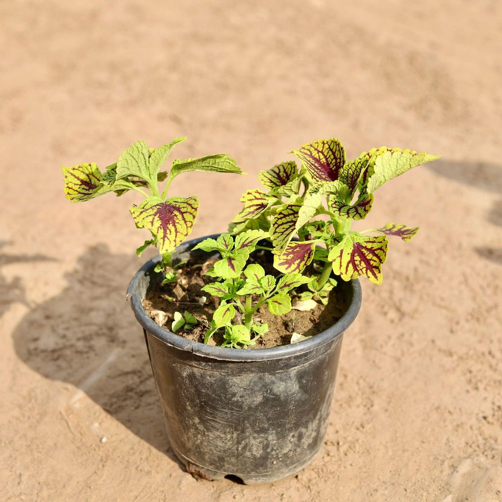 Buy Coleus (Any Colour & Pattern) In 6 Inch Plastic Pot | Urvann.com Coleus (Any Colour & Pattern) in 6 Inch Nursery Pot