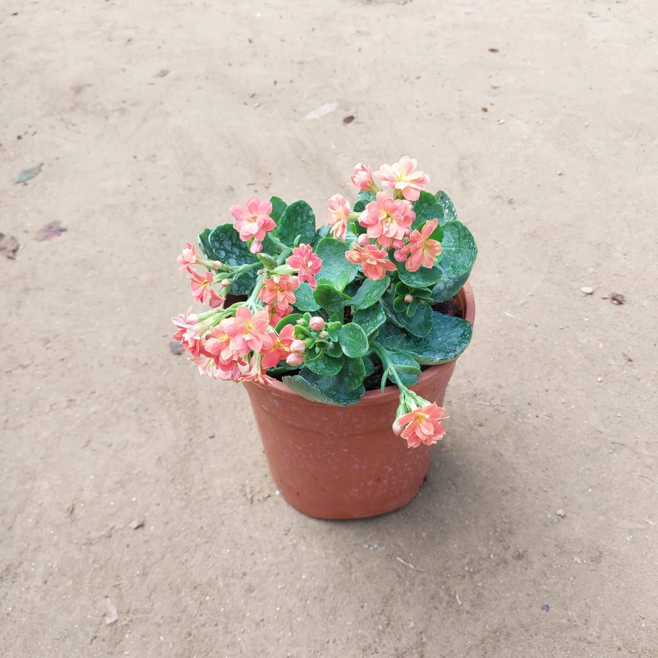 Kalanchoe (any colour) in 5 Inch Nursery Pot