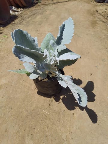 Silver Dust in 4 Inch Nursery Bag