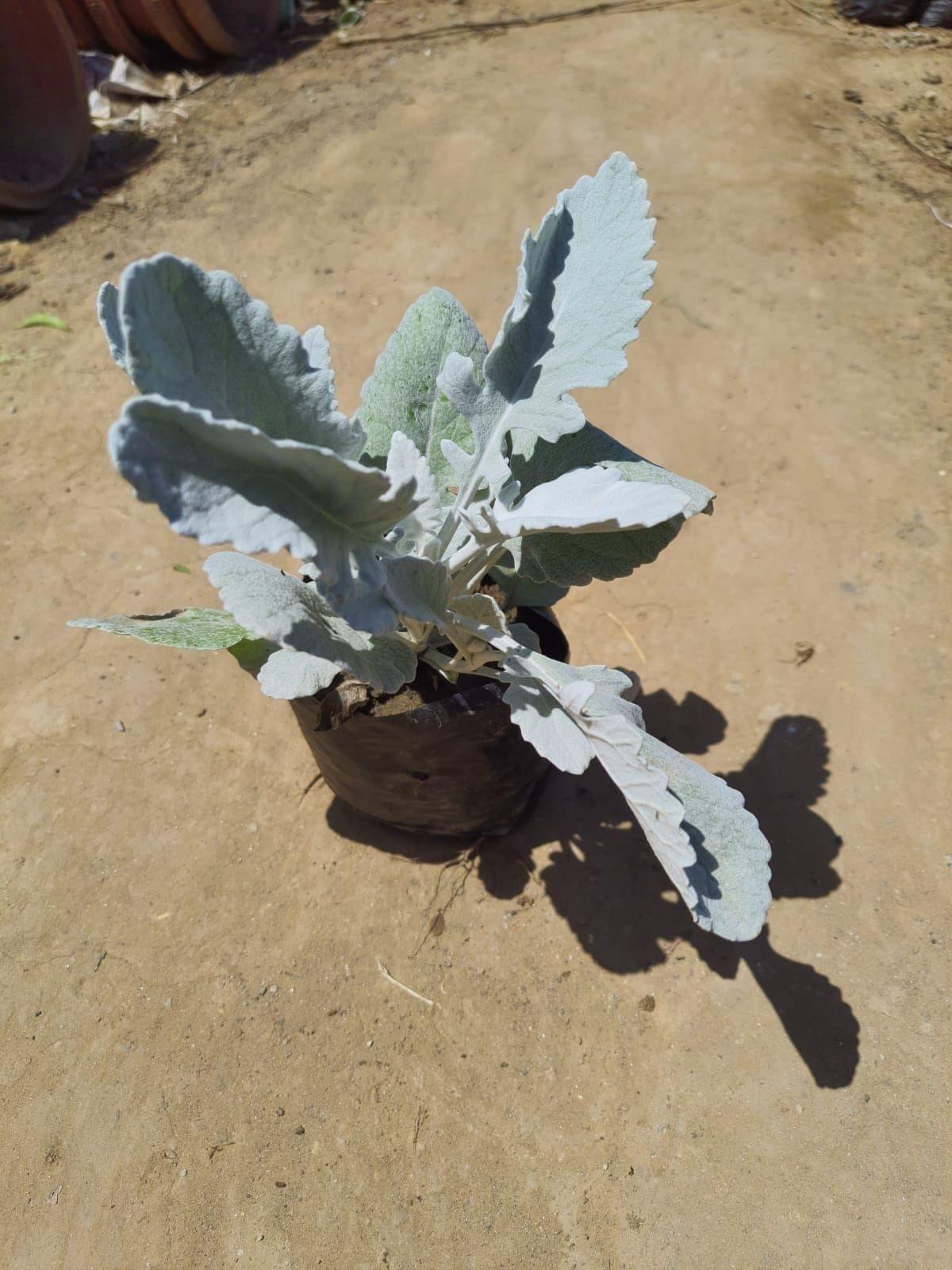 Silver Dust in 4 Inch Nursery Bag