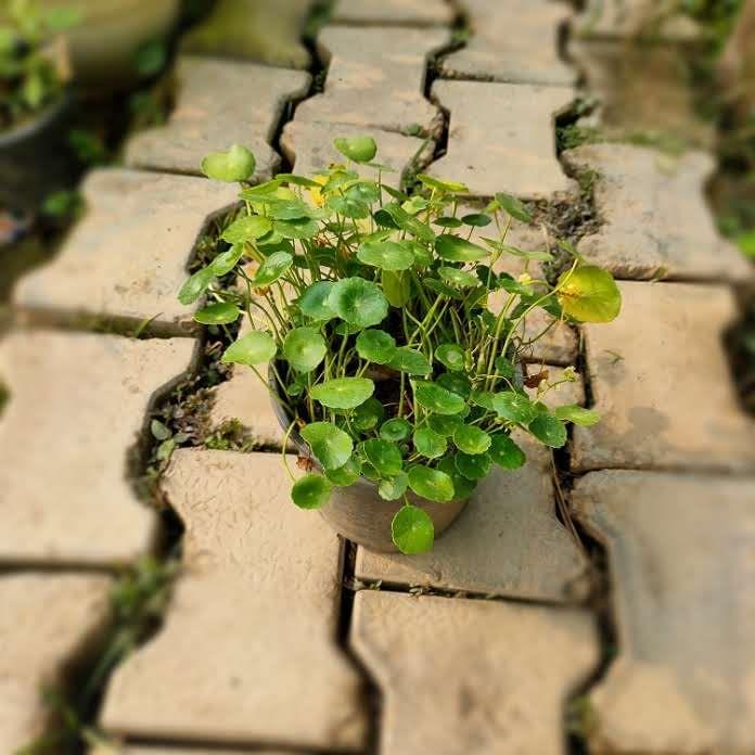 Brahmi Dollar / Pennywort plant in 6 Inch Nursery Pot
