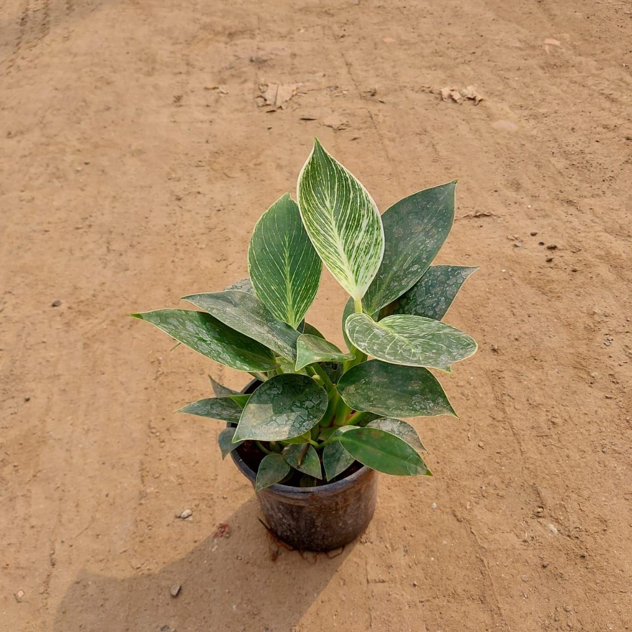 Philodendron Birkin in 4 Inch Nursery Pot