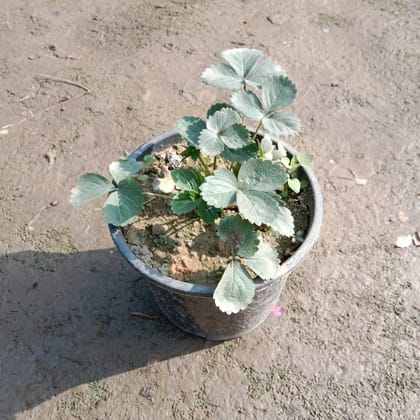 Strawberry Plant in 6 Inch Nursery Pot
