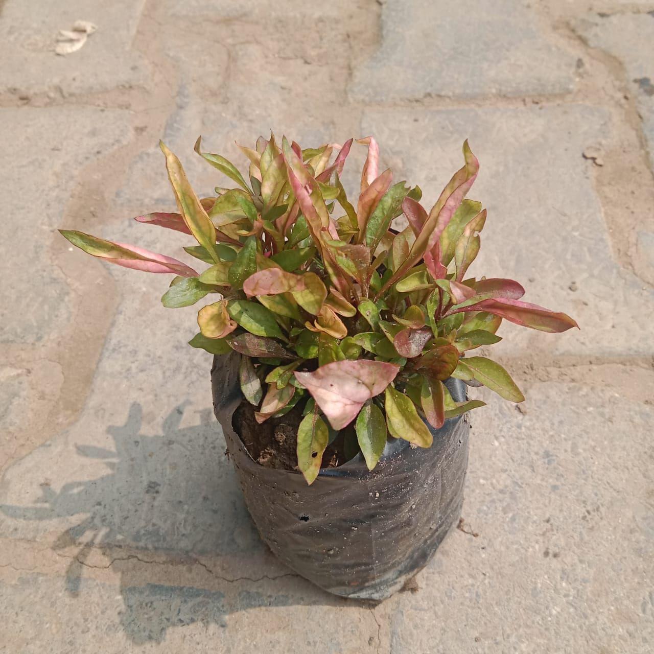 Alternanthera Red in 4 Inch Nursery Bag