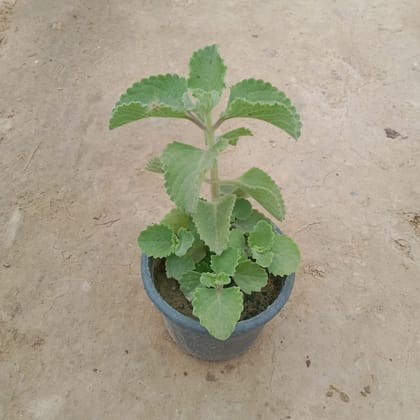 Buy Ajwain Plant in 4 Inch Plastic Pot Online | Urvann.com