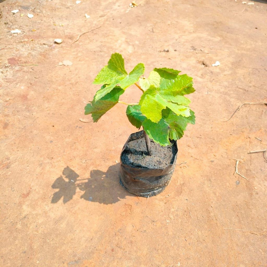 Buy Grapes Plant in 4 Inch Nursery Bag Online | Urvann.com Grapes Plant in 4 Inch Nursery Bag