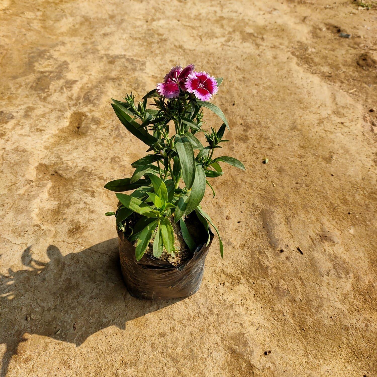 Dianthus (any colour) in 4 Inch Nursery Bag