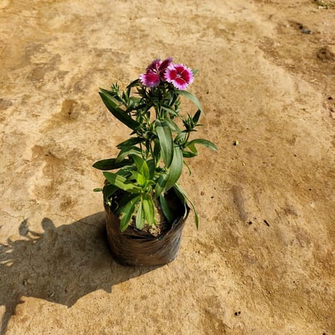 Dianthus (any colour) in 4 Inch Nursery Bag