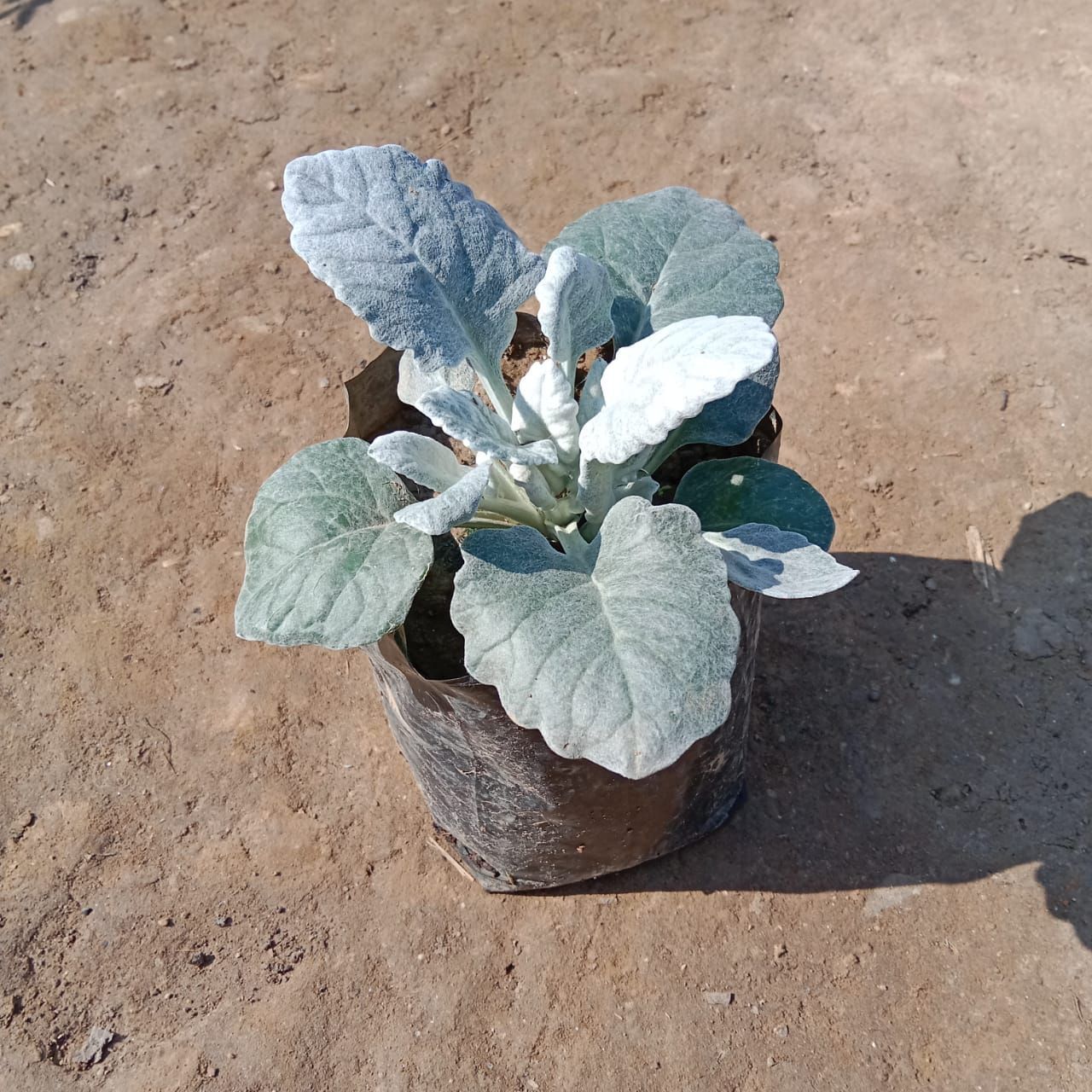 Silver Dust in 4 Inch Nursery Bag