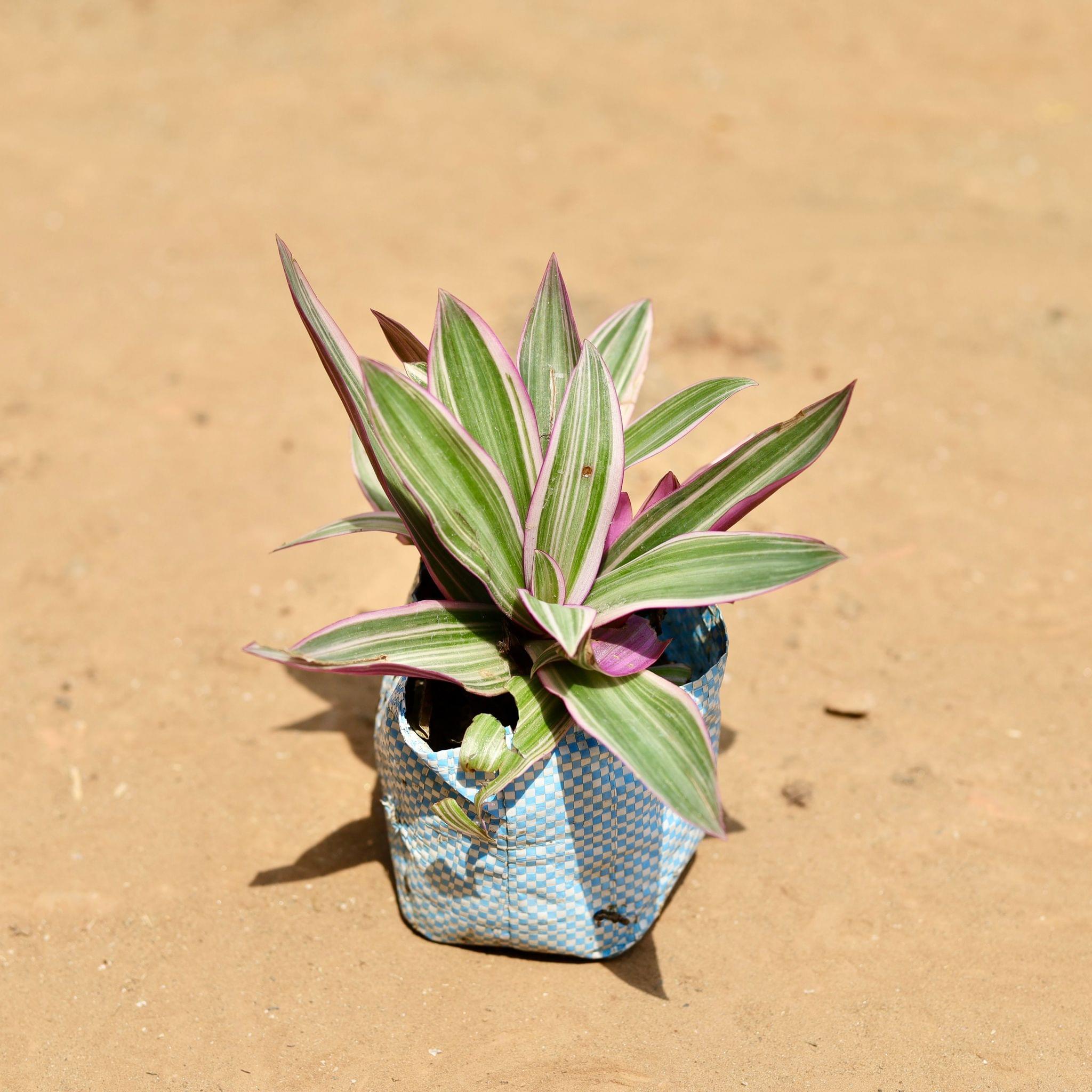 Rhoeo / Durangi in 4 Inch Nursery Bag