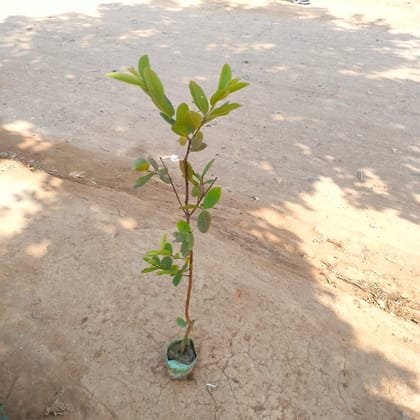 Buy Amrood / Guava Plant in 5 Inch Nursery Bag Online | Urvann.com