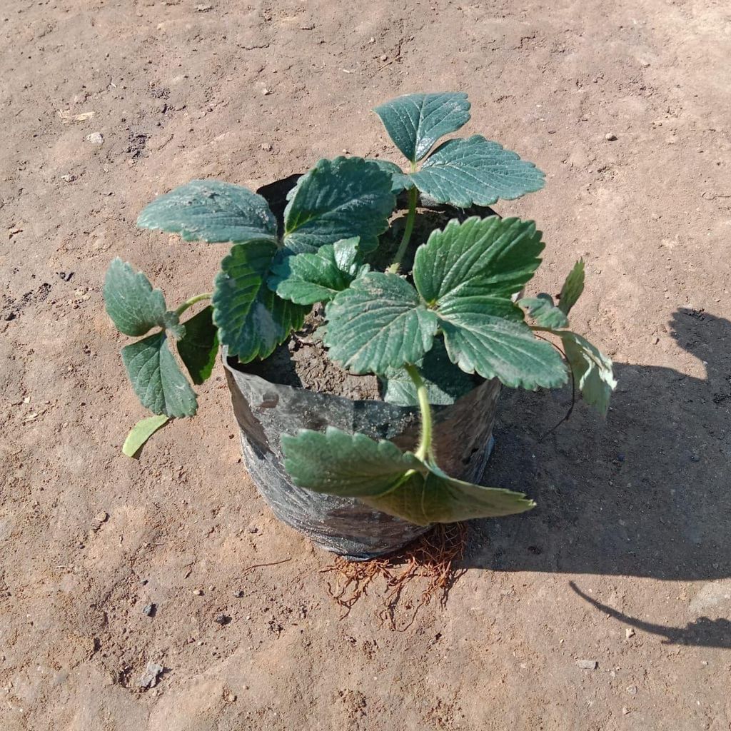 Strawberry Plant in 4 Inch Nursery Bag