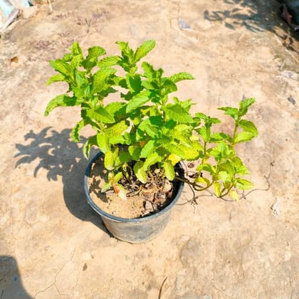 Buy Pudina / Mint Plant in 4 Inch Plastic Pot Online | Urvann.com